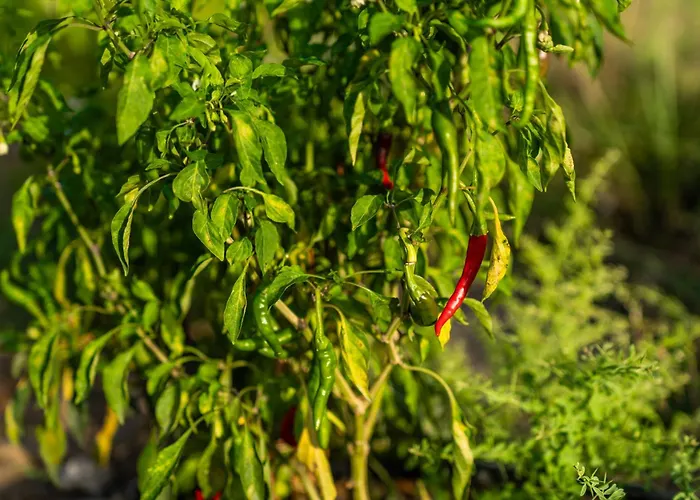 Hotel Karaincir Datca 3*