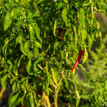 Szálloda Karaincir Datca 3*